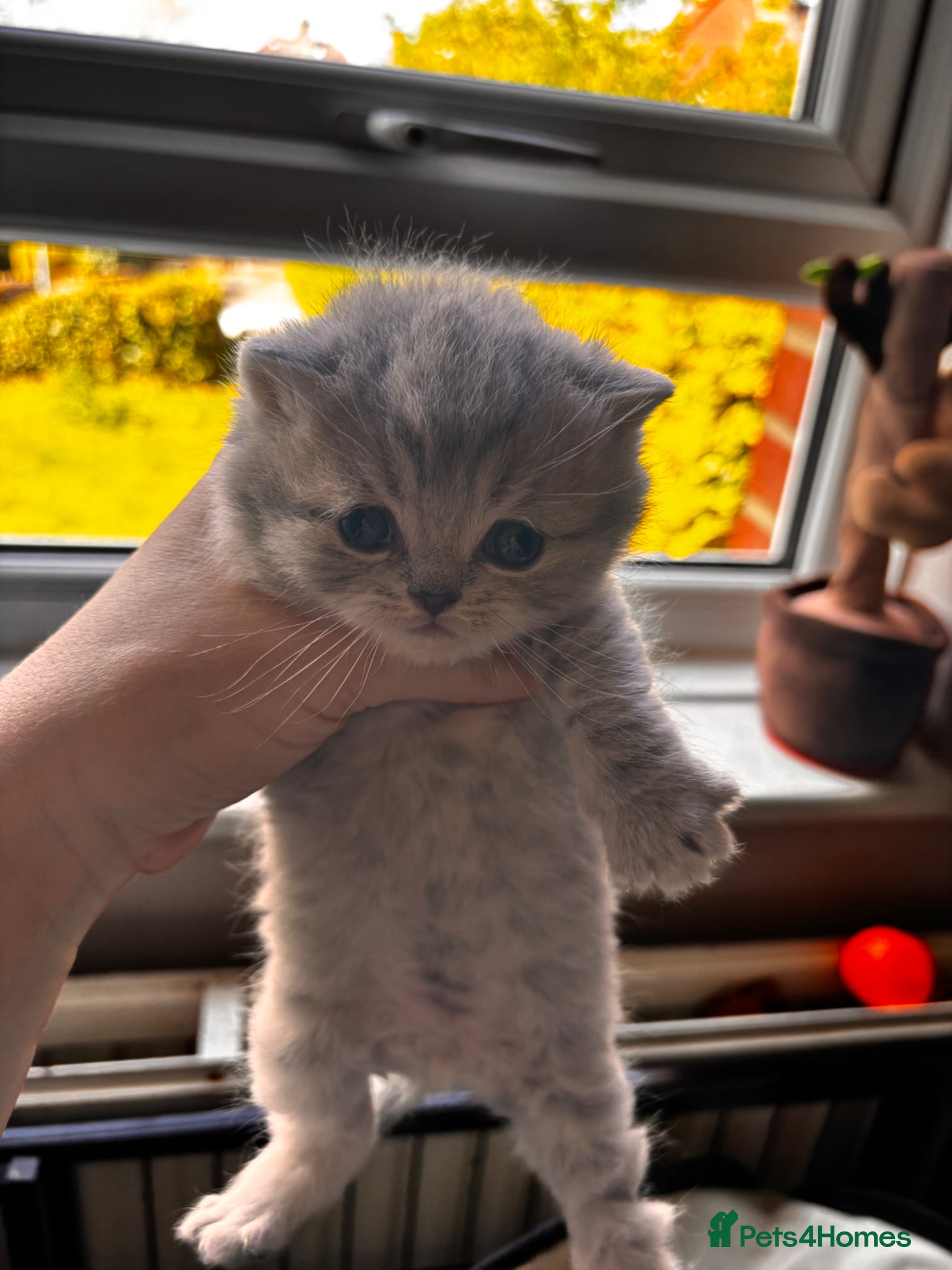 British Shorthair cats British shorthair tabby’s  - Advert 7