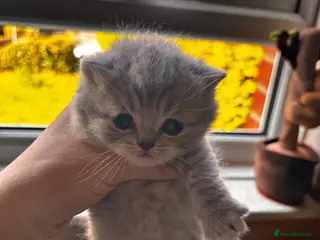 British Shorthair cats British shorthair tabby’s - Advert 7