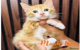 Mixed Breed cats for sale: 🎃 4 Pumpkin Gingers & 2 Phantom Kittens 👻 - Image 15