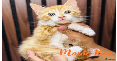 Mixed Breed cats - Advert 15