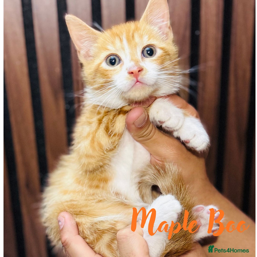 Mixed Breed cats for sale: 🎃 4 Pumpkin Gingers & 2 Phantom Kittens 👻 - Image 15