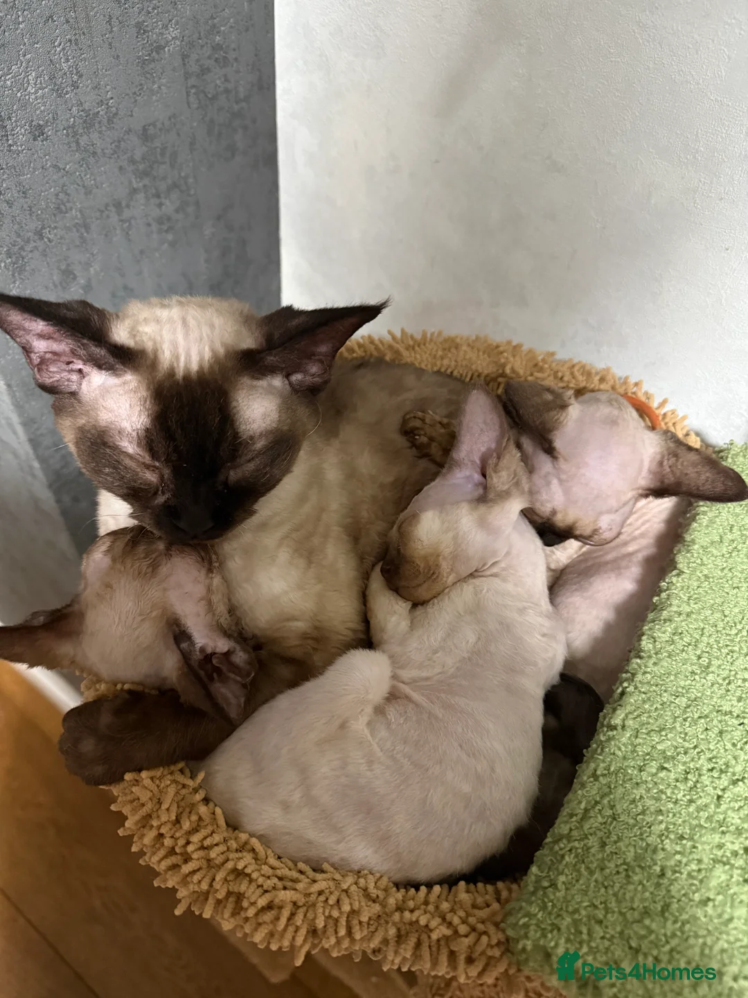 Devon Rex cats for sale: Active girl ready to go GCCF - Advert 2