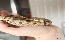 Snake reptiles for sale: Western Hognose Snake – Conda Het Albino (Male) - Image 8