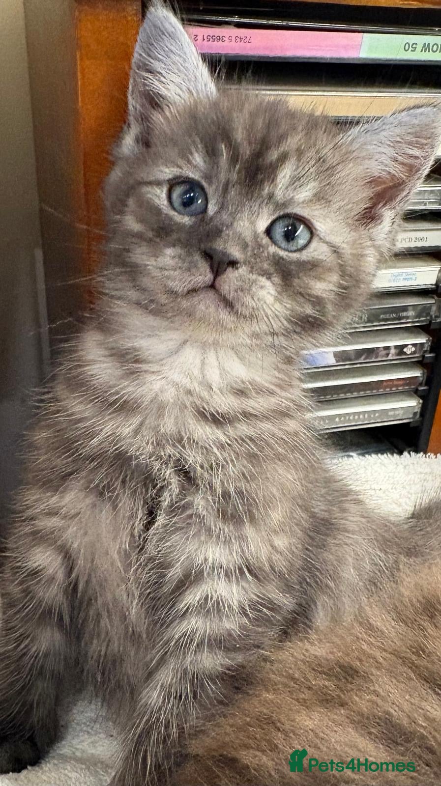 Mixed Breed cats for sale: 2 Persian chinchilla mix charcoal girls - Advert 1