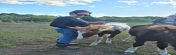Dartmoor horses for sale: Beautiful & quiet Dartmoor Hill Colt in Colchester - Advert 7