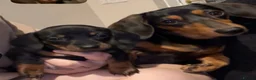 Miniature Dachshund dogs for sale: 4 male mini Dachshunds  - Advert 14