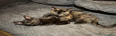 Mixed Breed 5