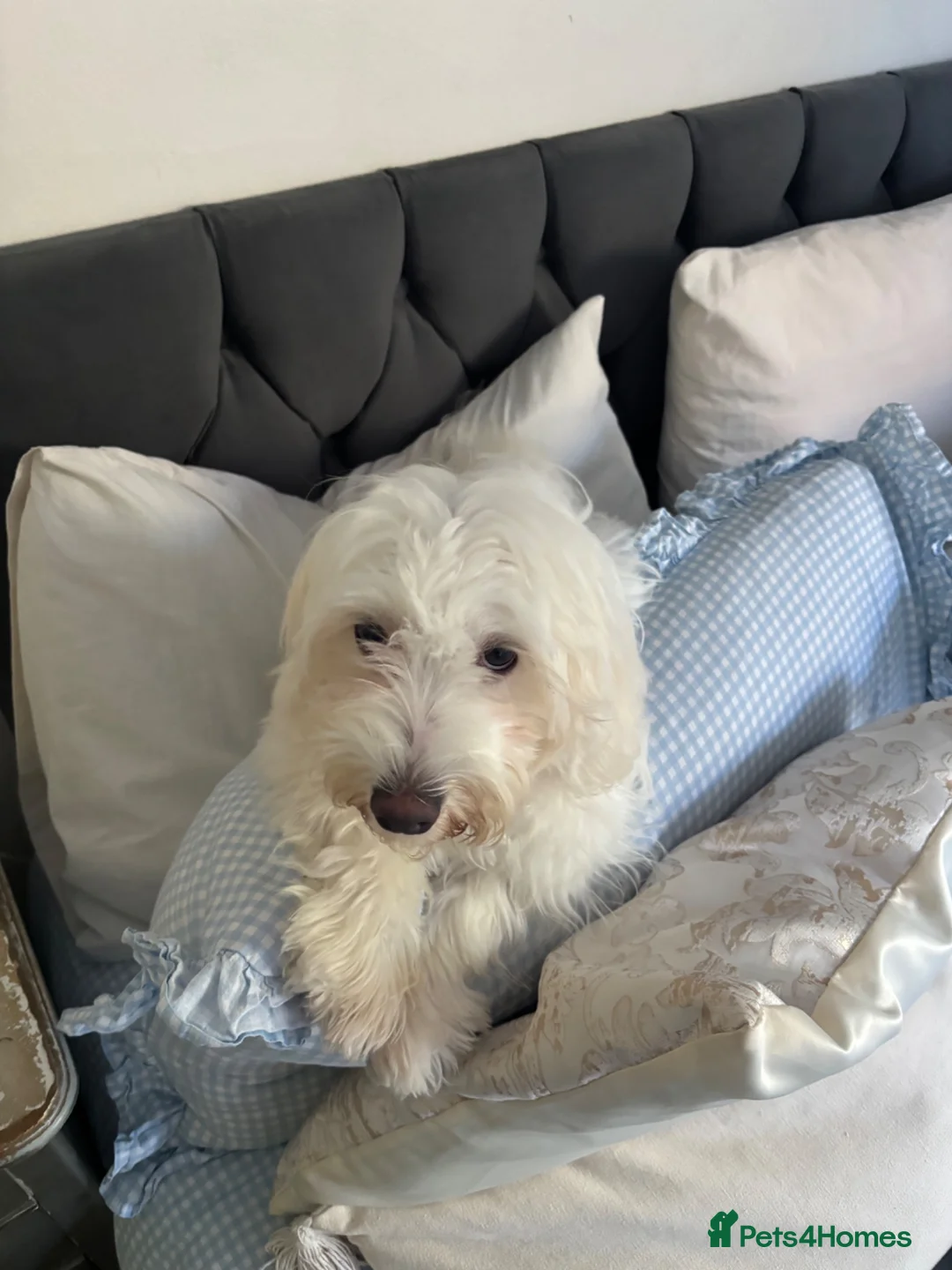 Maltese dogs for sale: Maltese looking for a new home  - Advert 7