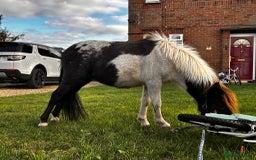 Shetland pony horses for sale: Shetland colt  - Image 2