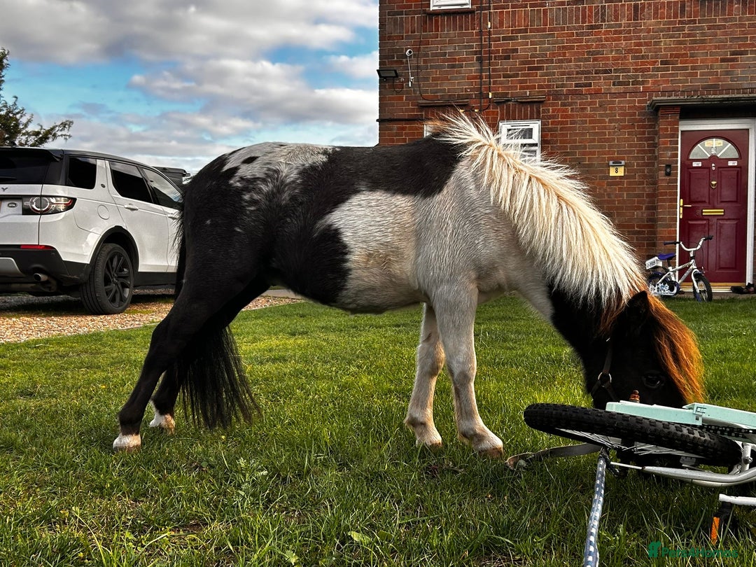 Shetland pony horses for sale: Shetland colt  - Image 2