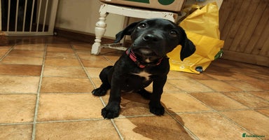 Mixed Breed dogs - Advert 7