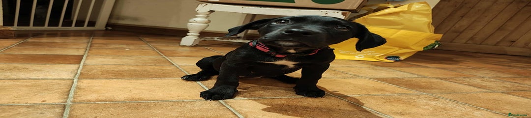 Mixed Breed Puppy 2