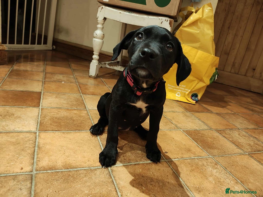 Mixed Breed dogs for sale: 2 playful Labrador puppies - Image 2