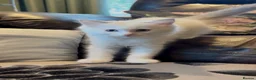 Ragdoll cats for sale: Grand Champion Sired Ragdoll Kittens - Advert 9
