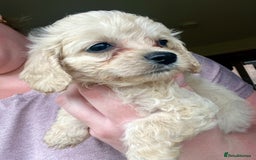 Mixed Breed dogs for sale: Last 2 puppies!  🩷 Maltipoo x Cockapoo puppies - Image 19