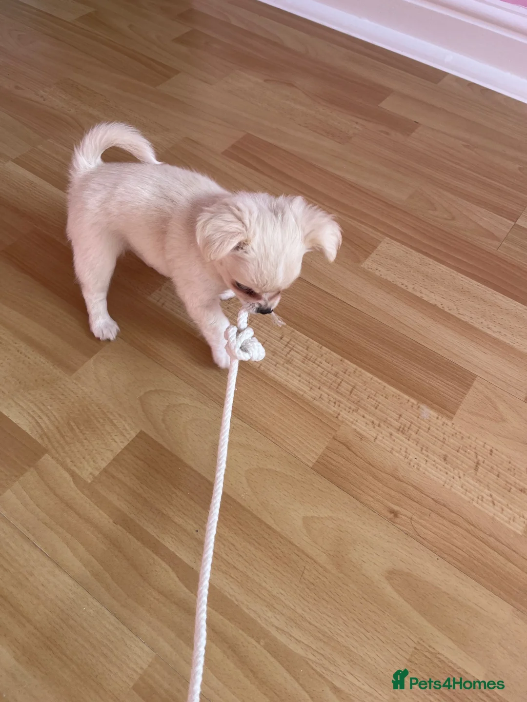 Chihuahua dogs for sale: White long hair Apple head chihuahua  - Advert 17
