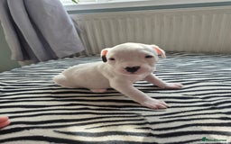 American Bulldog dogs for sale: American Bulldog Puppies  - Image 6