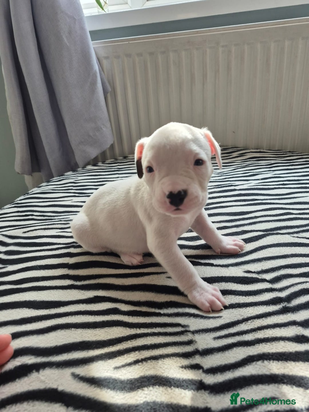 American Bulldog dogs for sale: American Bulldog Puppies  - Image 6