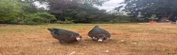 Ducks poultry for sale: Muscovy Ducks for sale - Male & Female - Advert 4