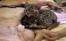 Bengal cats for sale: Male bengal kitten  - Image 8