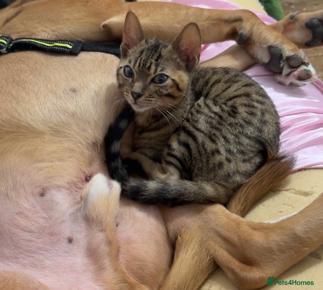 Bengal cats for sale: Male bengal kitten  - Image 8
