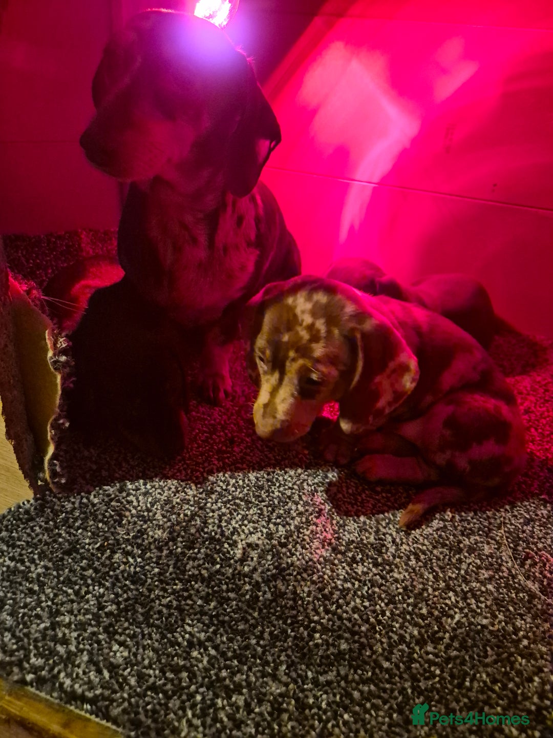 Miniature Dachshund dogs for sale: Hi beautiful mini dachshund for 5* home - Advert 12