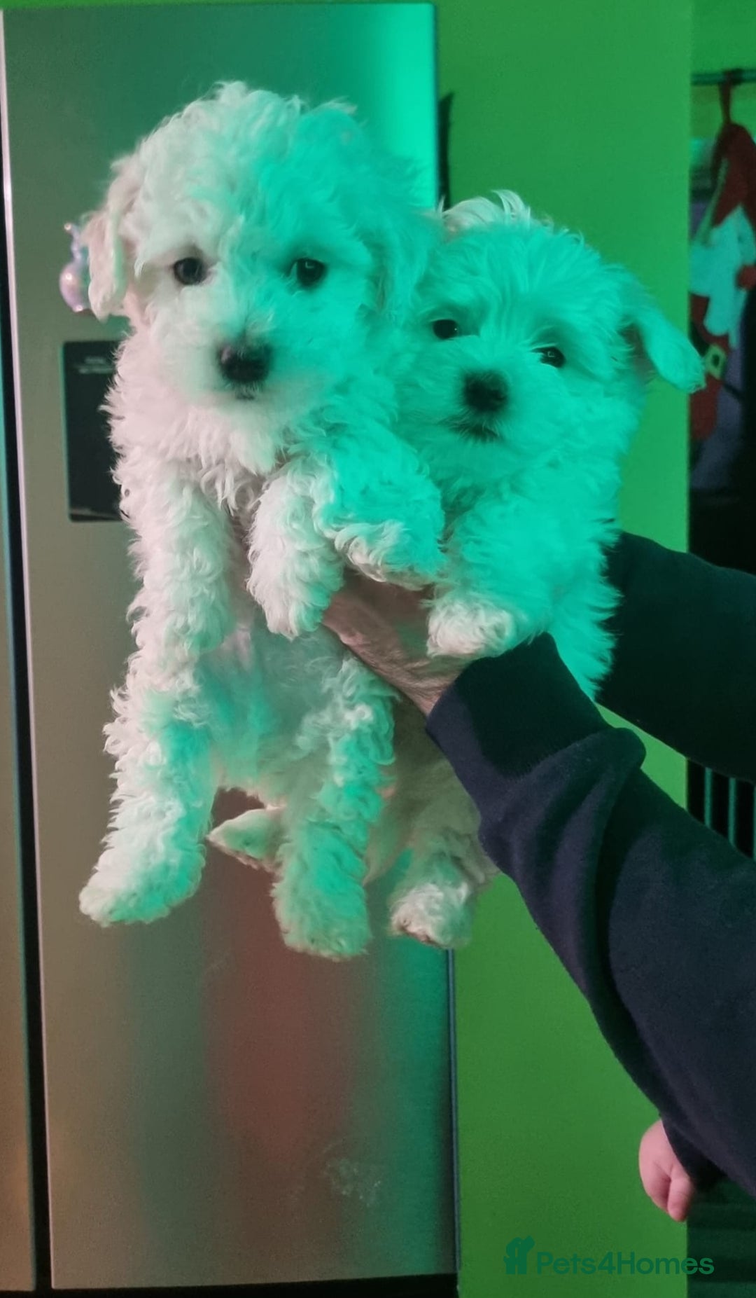 Bichon Frise dogs for sale: BISHONI FRISE 💙 💙 💙 Lovely Companions 💙 💙 💙  - Advert 1