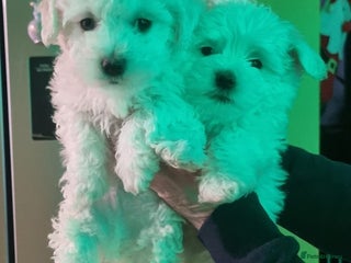 Bichon Frise dogs BISHONI FRISE 💙 💙 💙 Lovely Companions 💙 💙 💙 - Advert 5