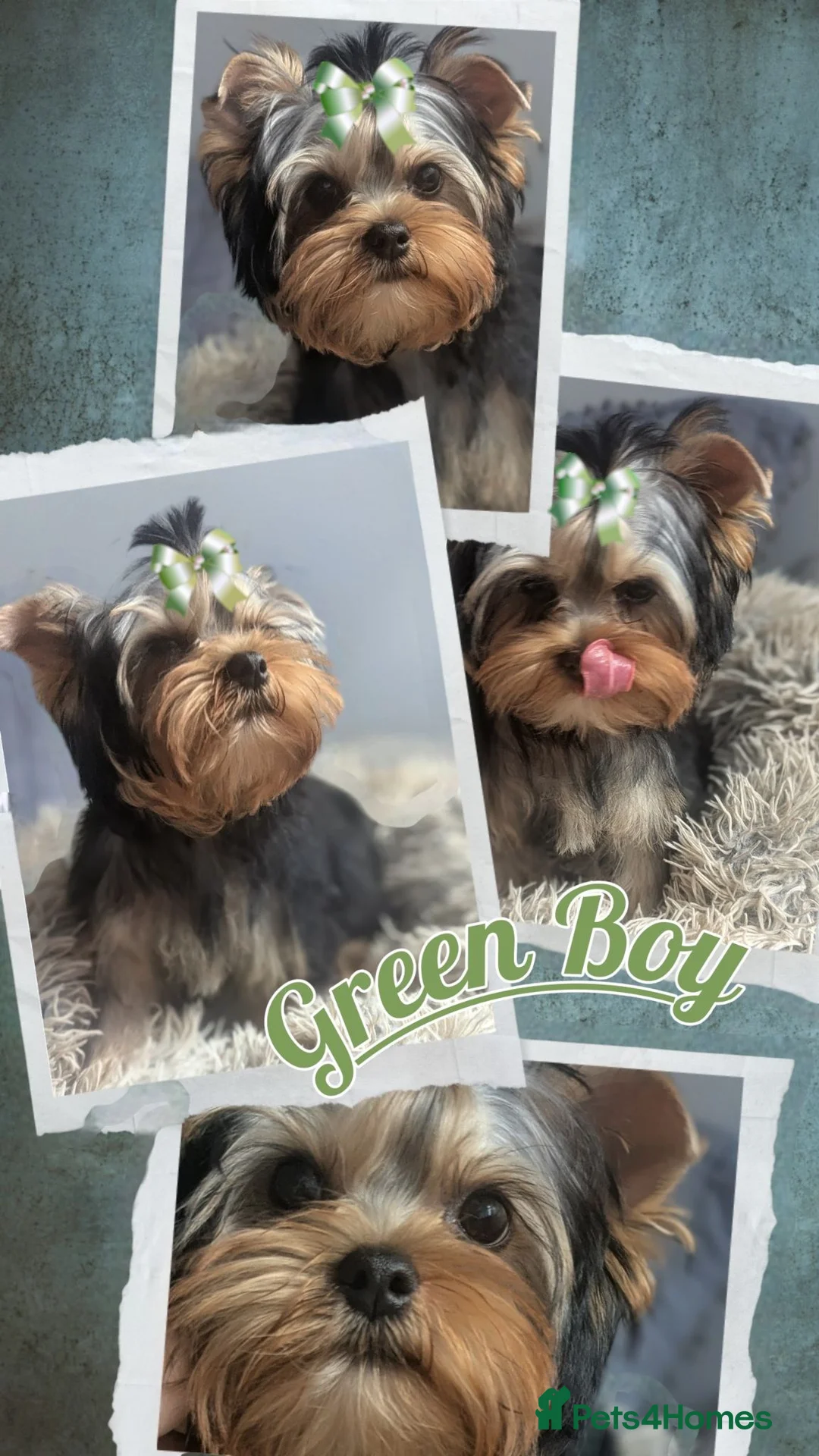 Yorkshire Terrier dogs for sale: 👉Yorkshire Terrier Pups–KC Lines, Health Checked - Advert 2