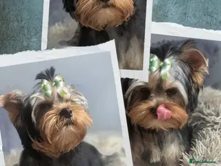 Yorkshire Terrier dogs 👉Yorkshire Terrier Pups–KC Lines, Health Checked - Advert 5