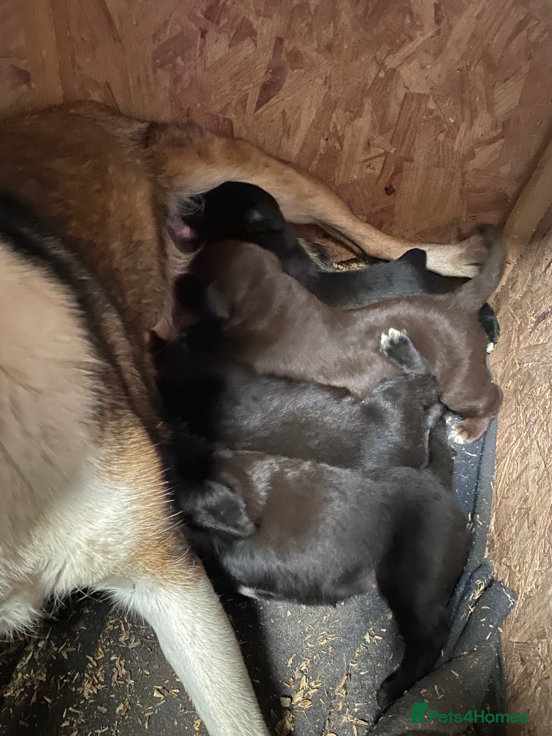 Mixed Breed dogs for sale: Welsh collie x red fox Labrador - Image 4