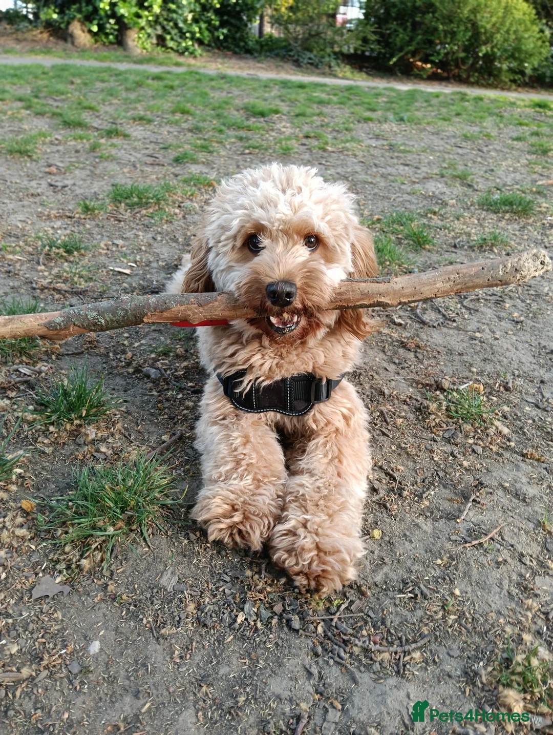 Cockapoo dogs for stud: (UNPROVEN) cockapoo male F3 available for stud   - Advert 2