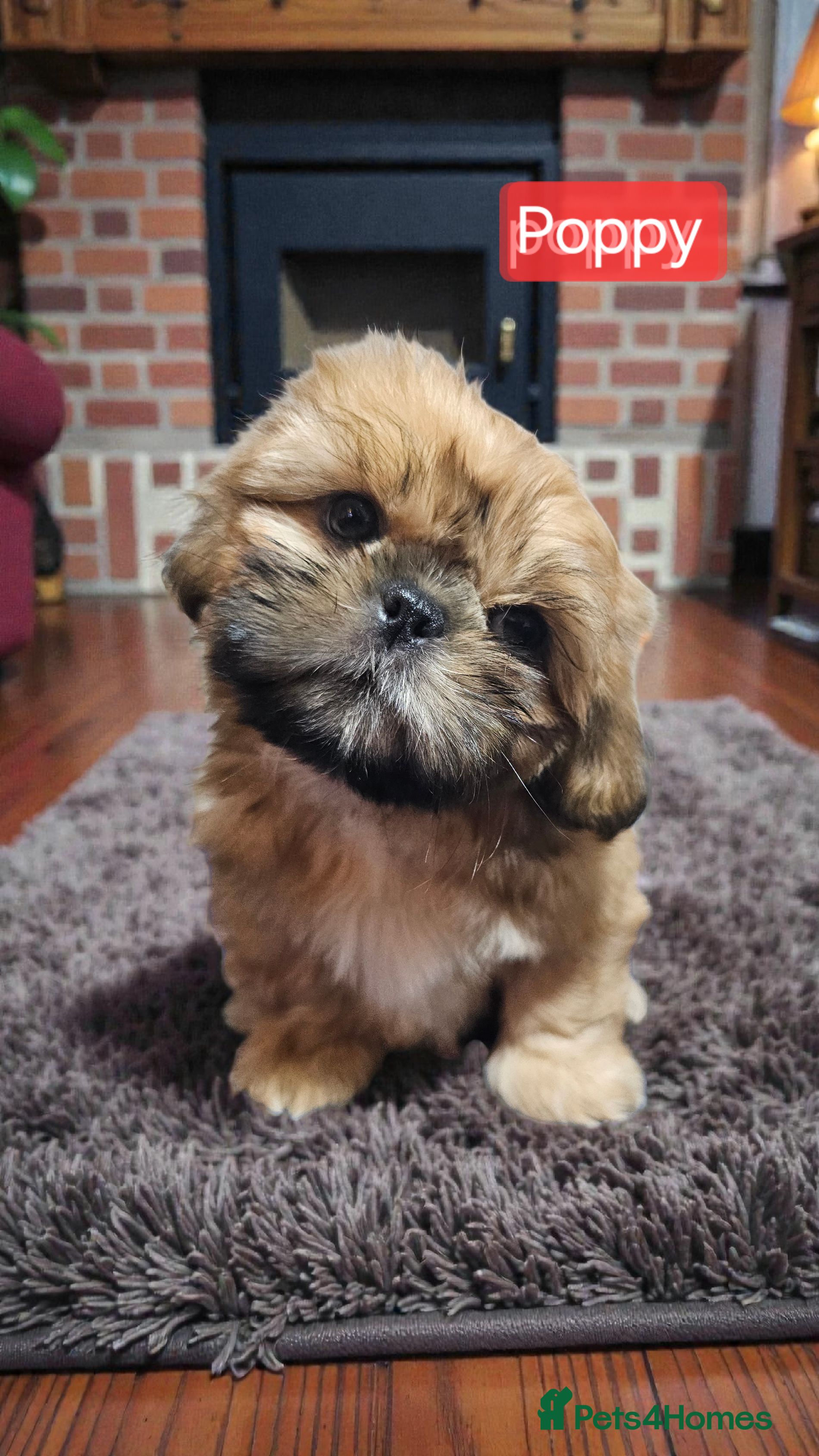 Shih Tzu dogs 💞 QUALITY STANDARD SHIH TZU 💞 - Advert 18