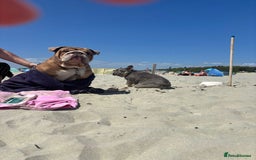 English Bulldog dogs for sale: Beautiful chunky English bulldog 3 yrs old  - Image 5