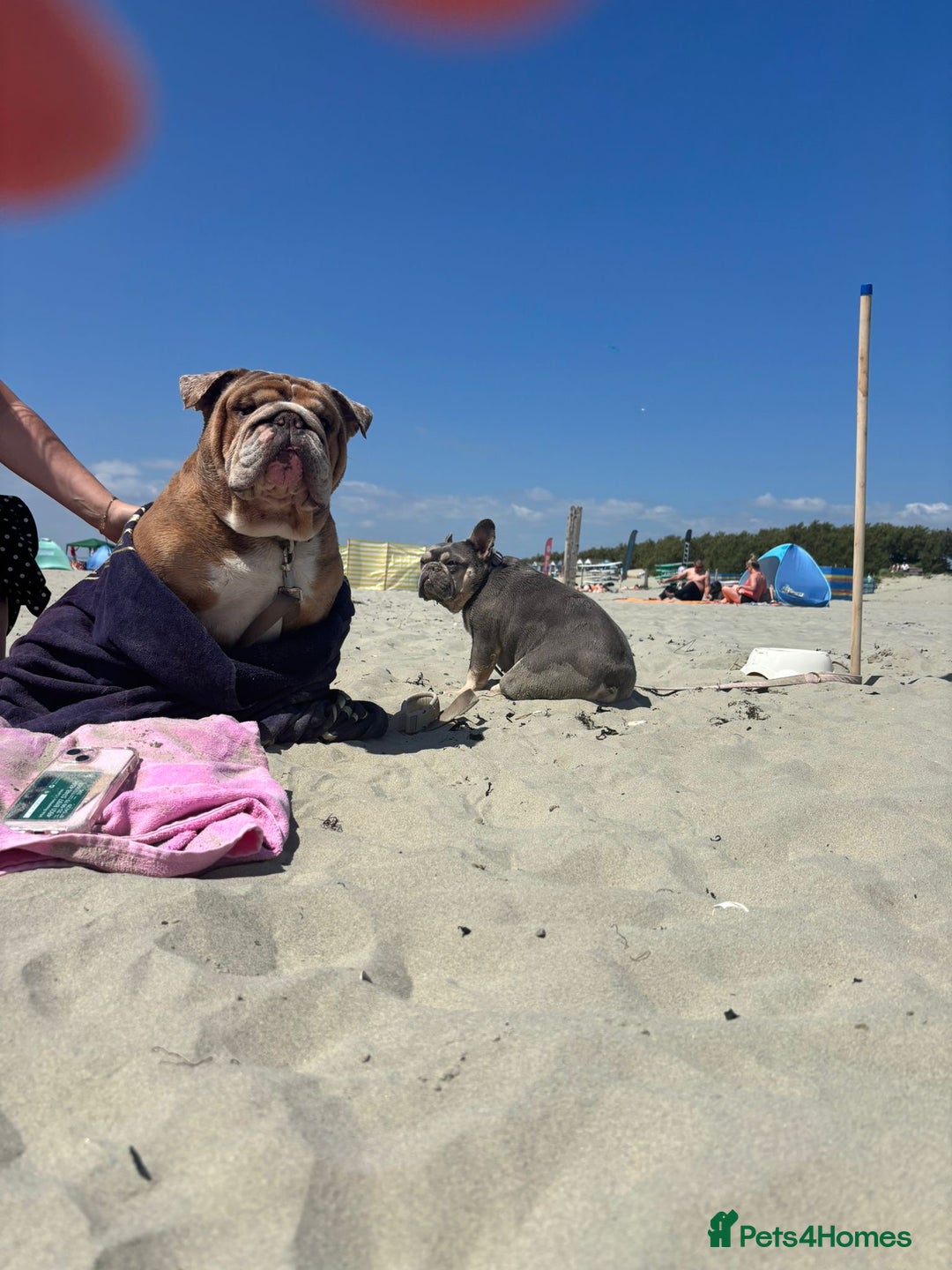 English Bulldog dogs for sale: Beautiful chunky English bulldog 3 yrs old  - Image 5