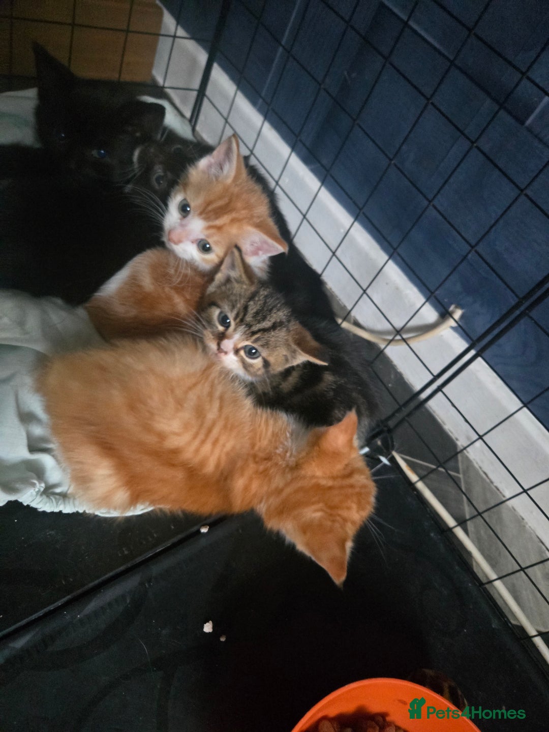 British Shorthair cats for sale: Adorable kittens - Advert 11