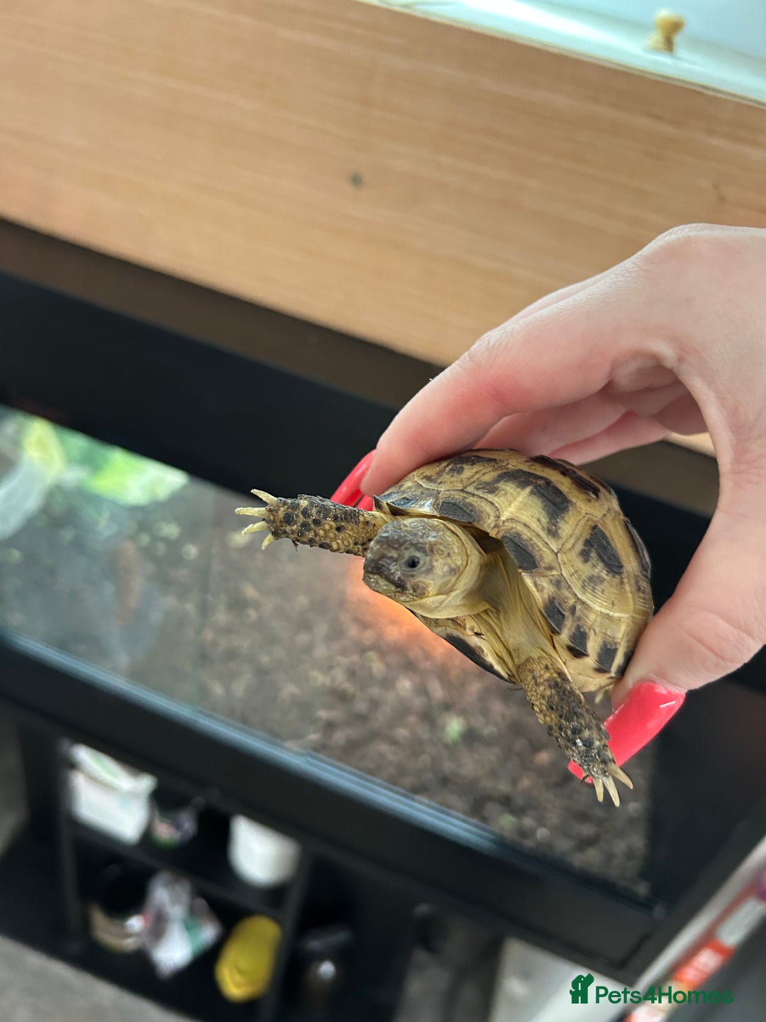 Tortoise reptiles for sale: 2 x Horsefeild Tortoises and set up - Image 13