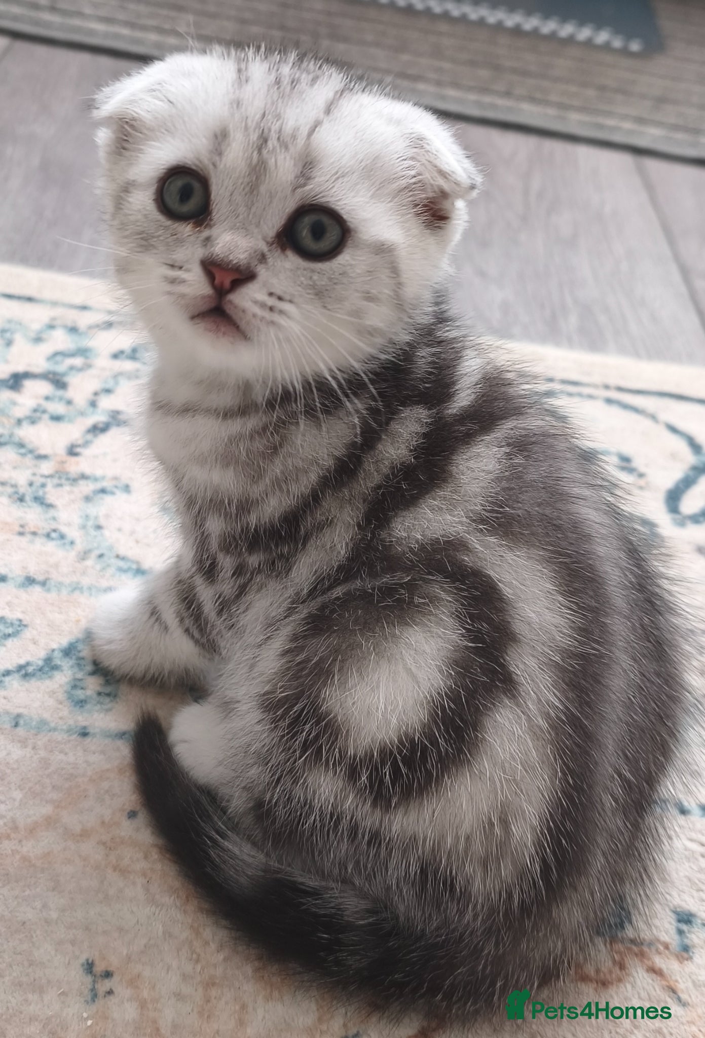 Scottish Fold cats Scottish Fold & Straight Kittens–Silver Tabby - Advert 1