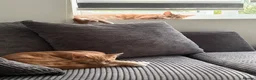 Domestic Shorthair cats for sale: 2 cream boys with all belongings  - Advert 13