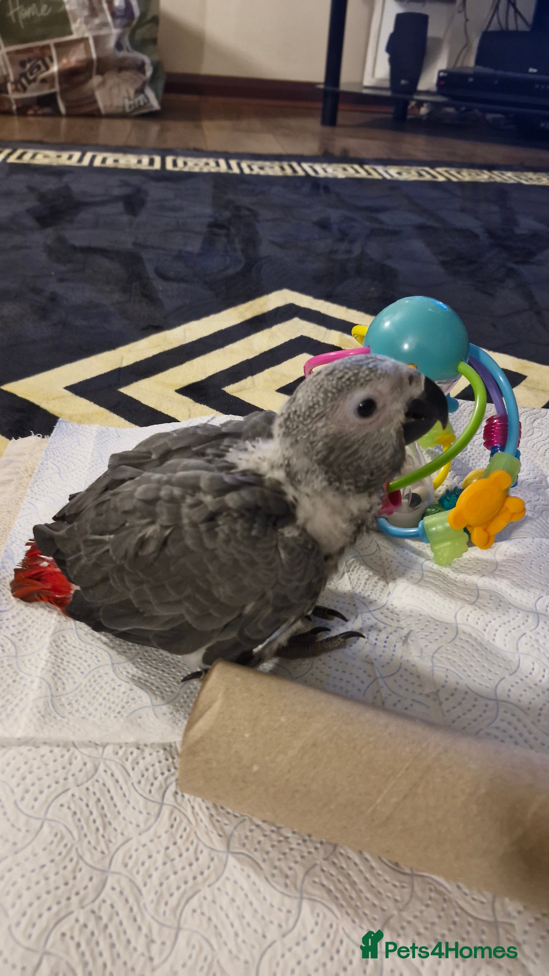 Parrots birds Hand reared Baby African Greys congo  - Advert 2