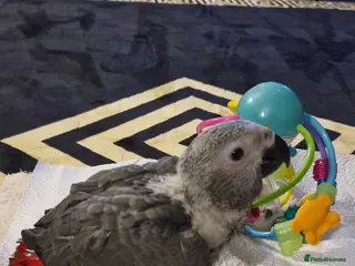 Parrots birds Hand reared Baby African Greys congo - Advert 2