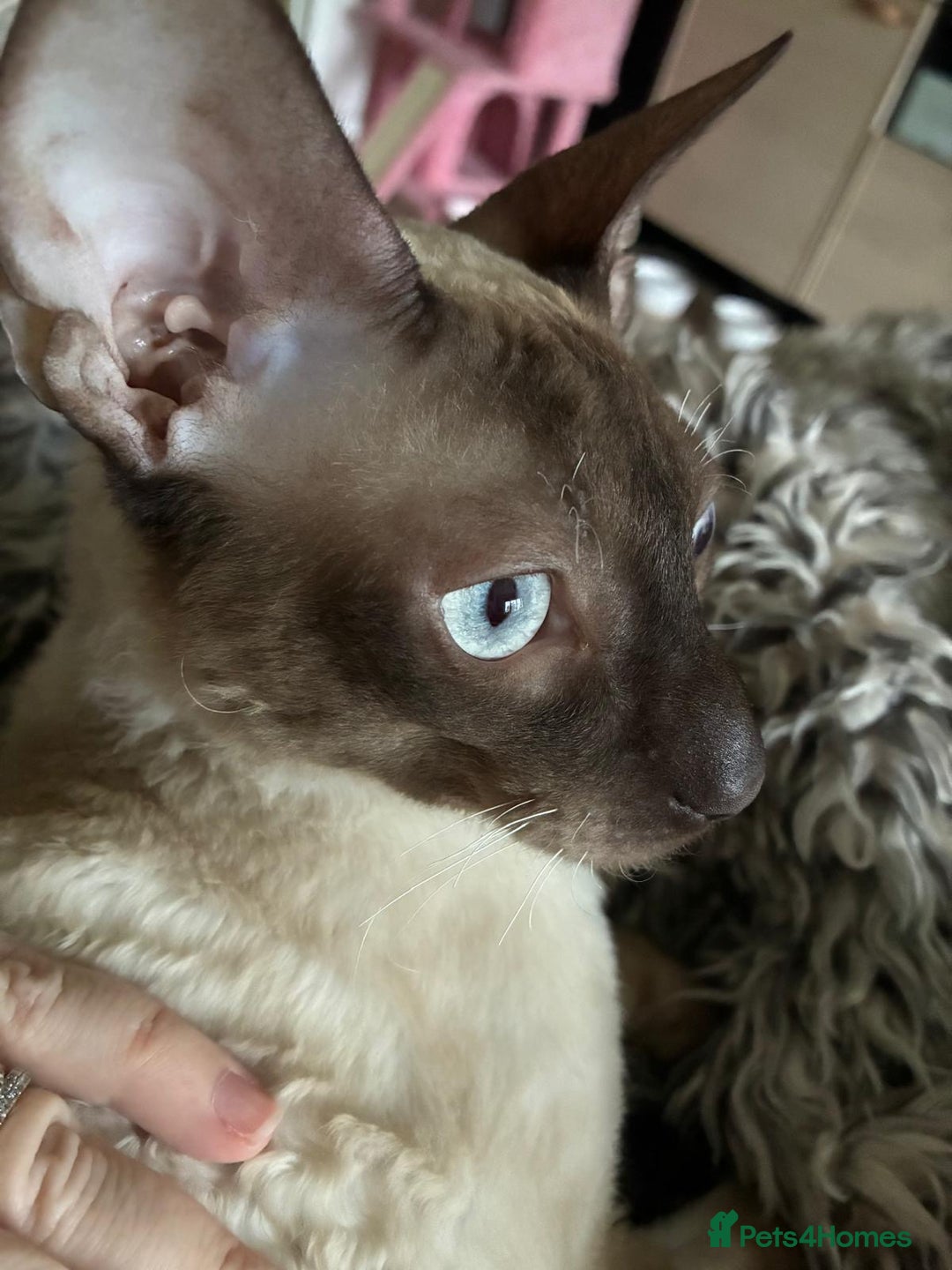 Cornish Rex cats for sale: Cornish Rex Chocolate Point Male 9 months £500 - Advert 3