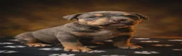 American Bully dogs for sale: American pocket bullies  - Advert 6