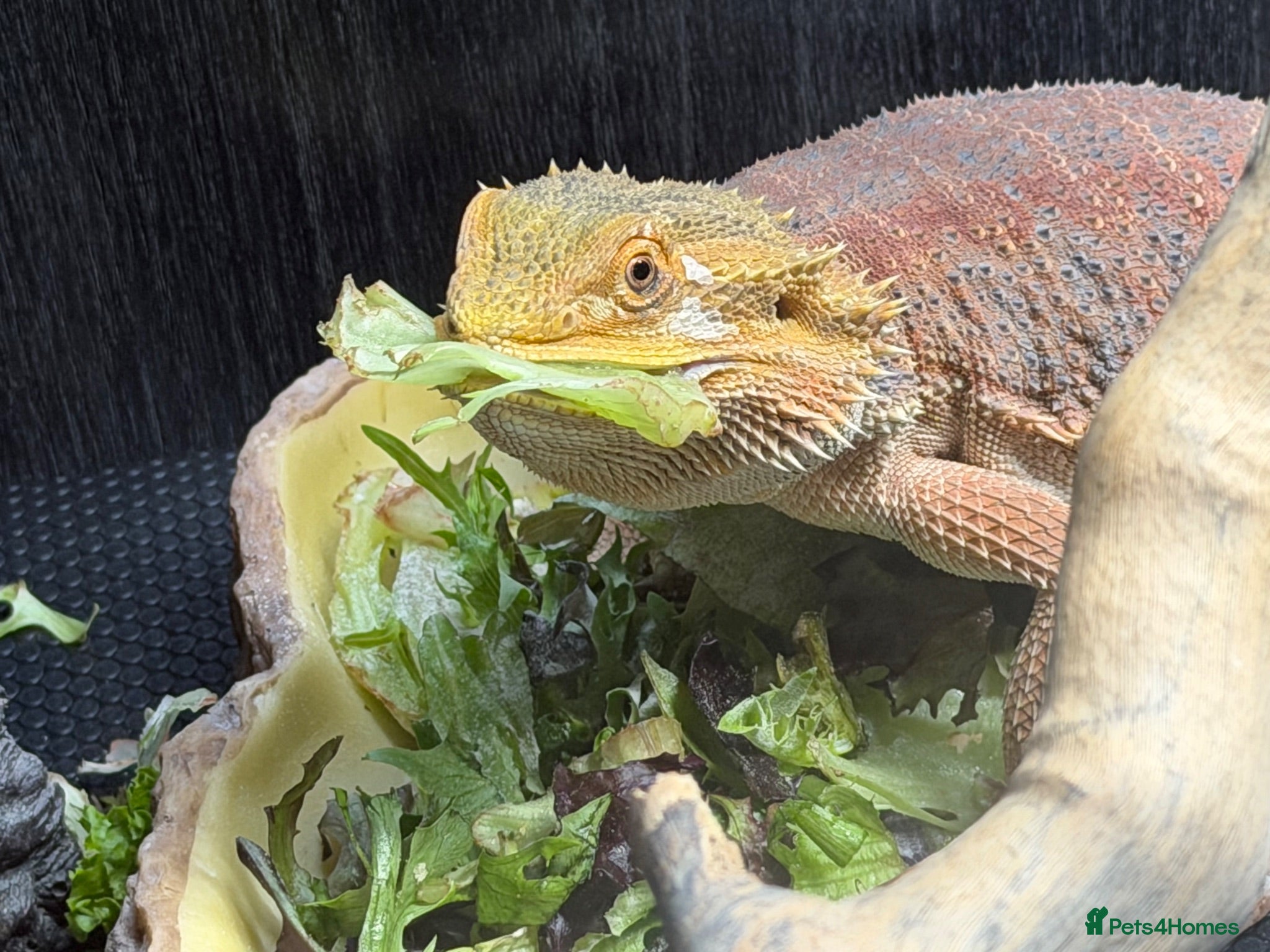 Bearded Dragon reptiles Beautiful girl sadly for sale  - Advert 2
