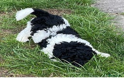 Mixed Breed dogs for sale: St Berdoodle ( St Bernard x Standard poodle) - Image 29