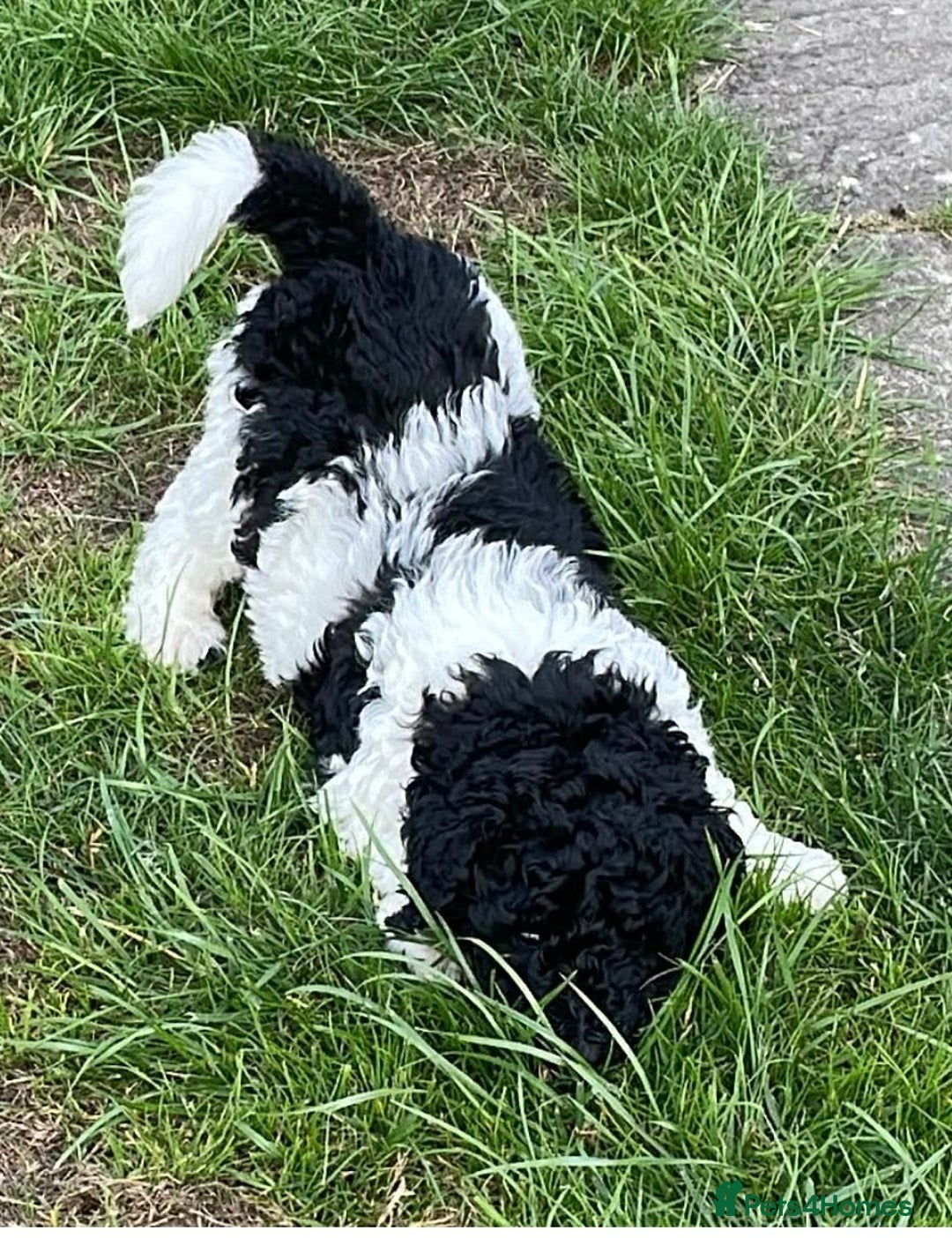 Mixed Breed dogs for sale: St Berdoodle ( St Bernard x Standard poodle) - Image 29