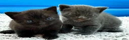 British Shorthair cats for sale: ❤ Beautiful Kittens ❤ – Ready for Loving Homes ❤ in Hull - Advert 5