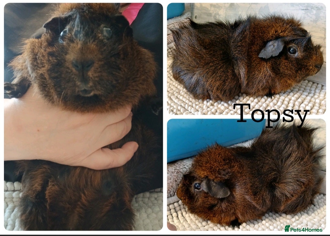Guinea Pig rodents for sale: Guinea Pigs - Advert 4