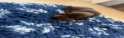 Miniature Dachshund dogs for sale: Beautiful kc registered miniature dachshunds  - Advert 16