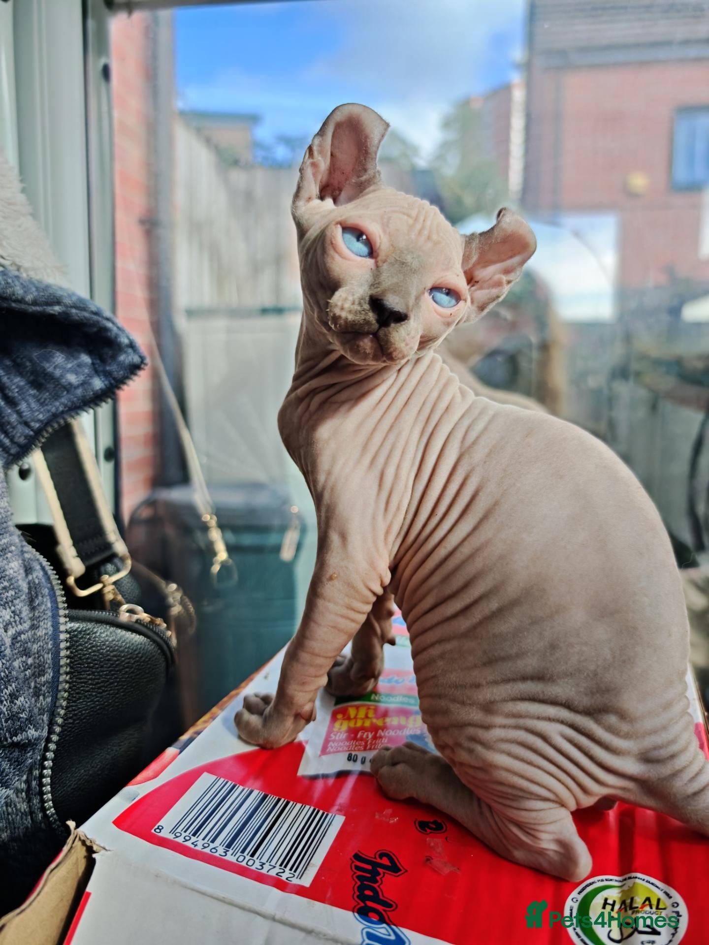 Sphynx cats Elf kittens for the best homes. READY NOW - Advert 2
